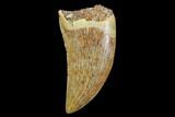 Serrated, Raptor Tooth - Real Dinosaur Tooth #94095-1